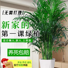 ���;Gֲ���Ը��FҬ���҃ȿ͏d�k�����Bֲ���ļ��������ȩɢβ��