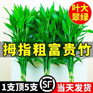 Fˮֲ͏d辰ԾGֲ}D\lؔ^