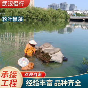Wheel-Leaf Black Algae, Submersed Plants, Lantern Grass, Black Algae, Warm Silk Grass, Water Quality Purification, Ecological Restoration Project Base Wholesale