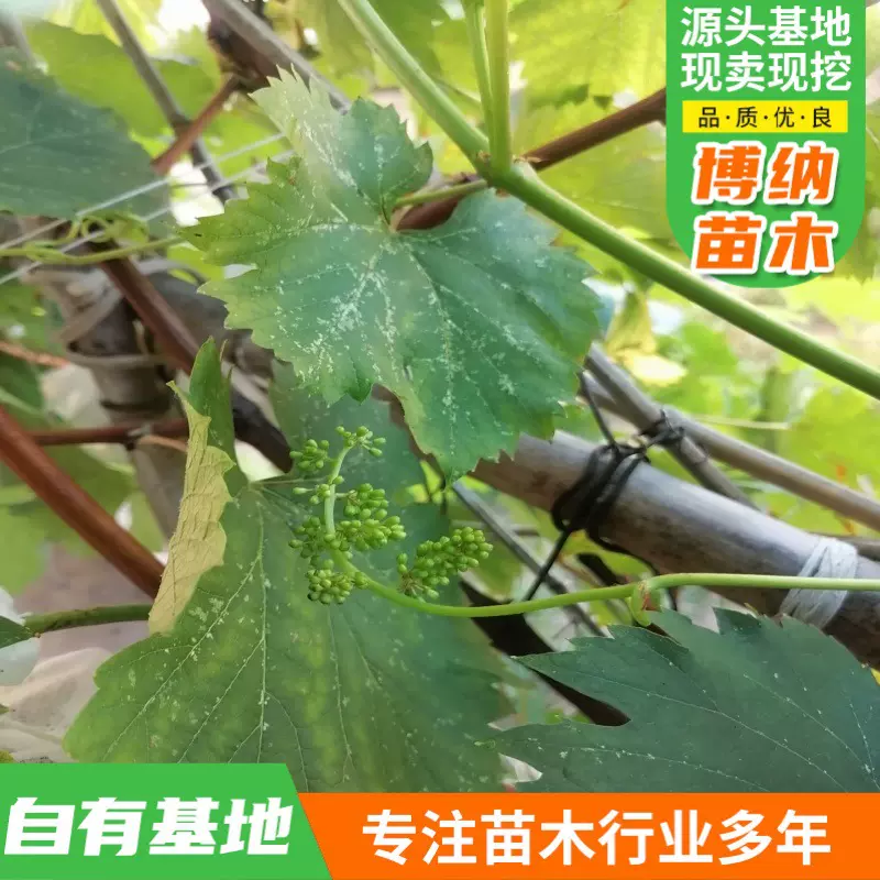 耐寒南北方种植果树果苗 阳光玫瑰葡萄树大苖巨峰葡萄苗果树苗