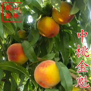 �����N�����ҽ������ ��������Ʒ�N���������������S���Ә���