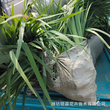 水生植物湿地绿化黄菖蒲 黄花鸢尾 公园园林绿化黄菖蒲