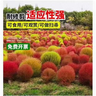 ���l���w�N�� �t���w �G���w�N�Ӓ����� ���^����ͥԺ�ݻ��N��
