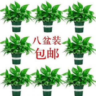 �G�}����ֲ���҃�������ȩС�~ˮ�໨�ܵ��m��ˮ�����L�پGֲ