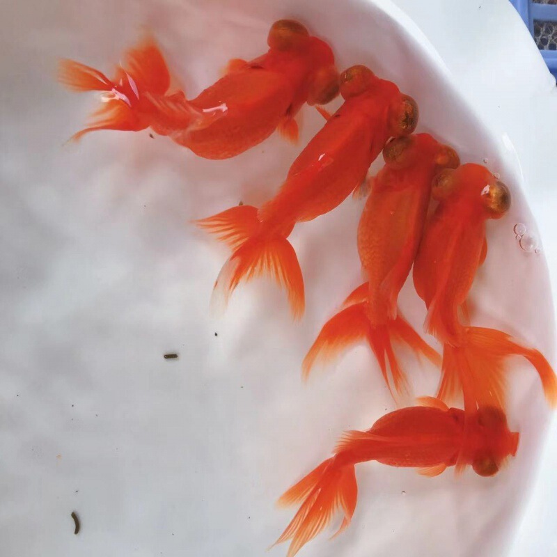 小金魚卸売、活魚、観賞魚、小卸売、鯉、鯉、三色赤白子頭、入門レベルの耐久性のあるヘアエクステンション|undefined