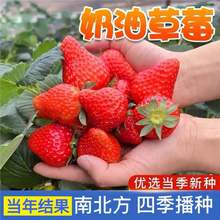 四季奶油草莓种籽子孑可食用阳台有机蔬菜水果结果盆栽室内外花籽