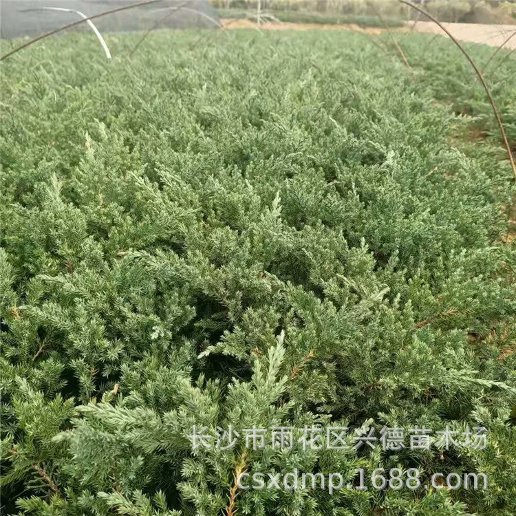 Оптовая продажа почвопокровных растений, рассада почвопокровных растений, ползучие почвопокровные растения, холодостойкие и засухостойкие, вечнозеленые круглый год, почвопокровные зеленые растения.