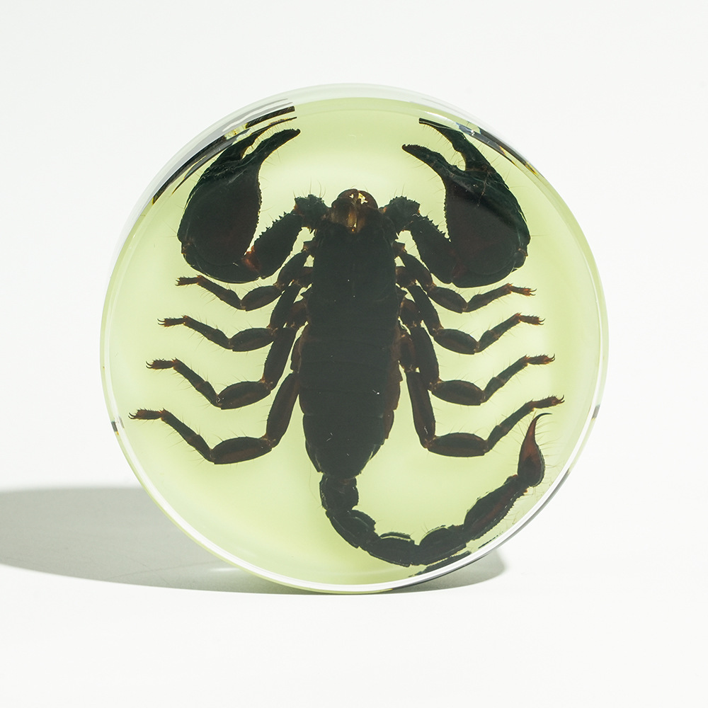 Luminous】Black Scorpion