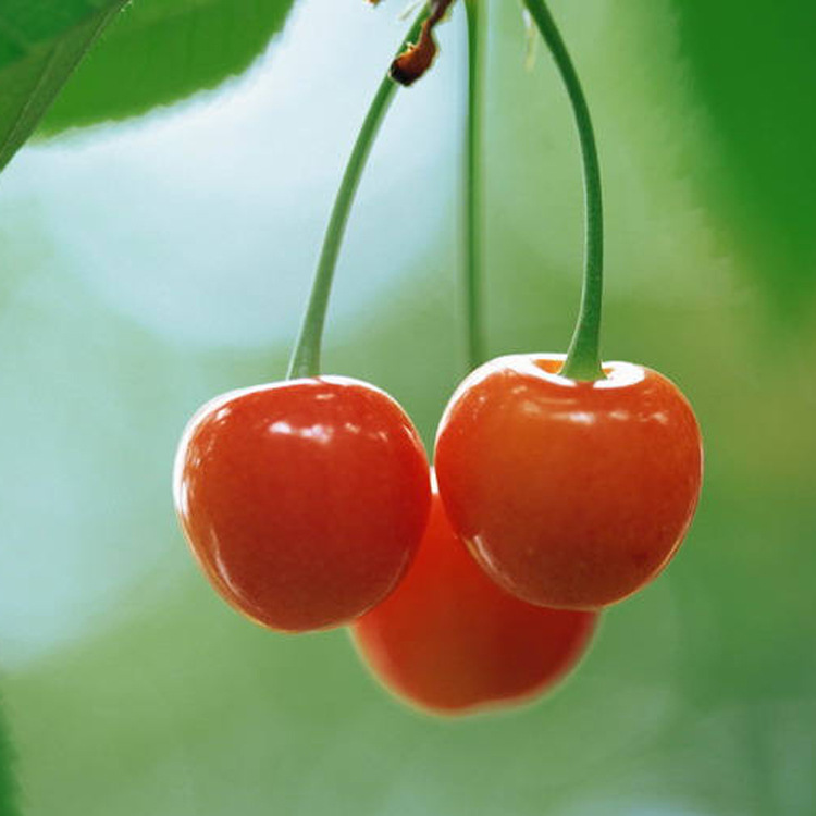 ӣ�ң������ӣ��㾫����ݮ��ʿ��ơ�棩�㾫���ջ��ù����㾫