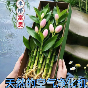 ������ؔ�Gֲ����ȩ�k����լ���\ˮ���ļ�ˮ���F�҃��^����͏d