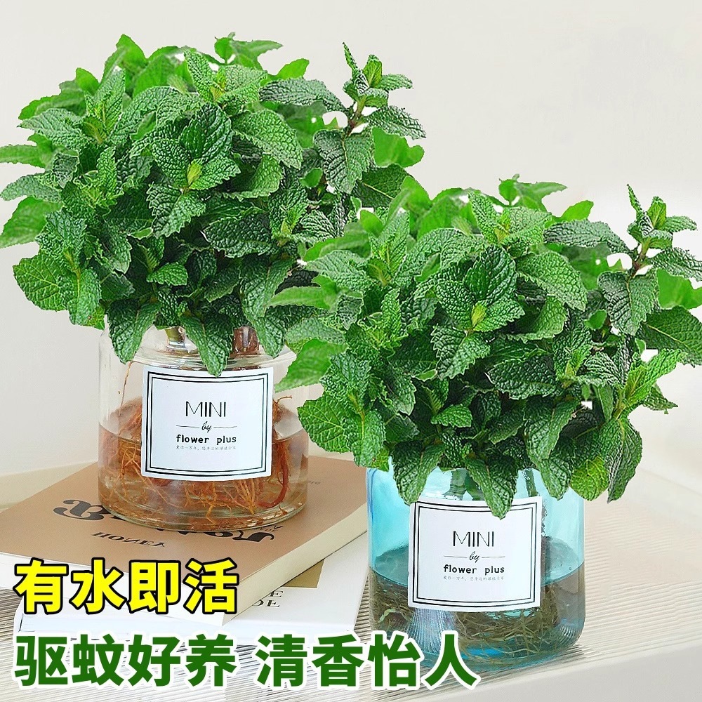 Mint potted hydroponic plants are edible indoor lemon mint leaves