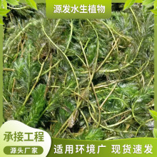 轮叶黑藻 沉水植物 马来眼子菜狐尾藻苦草 承接各种净水修复工程