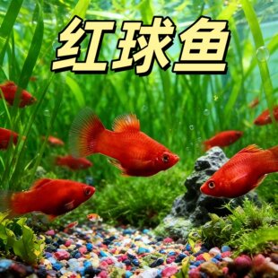 �t���~�t̫���tƤ�����~С���^�p�~̥���~�Ꭷ�~���ֺ��B�ͻ�