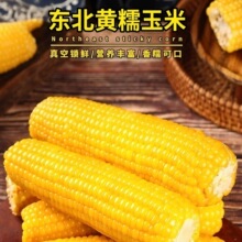 东北黄糯玉米10支甜糯玉米棒早餐代餐黄糯玉米新鲜糯玉米一件代发