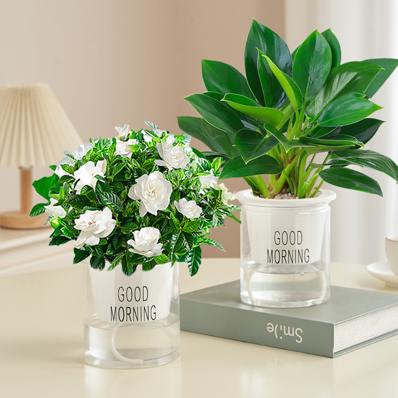 [특가] 골든다이아몬드 + 치자나무(굿모닝 세면대) + 영양액