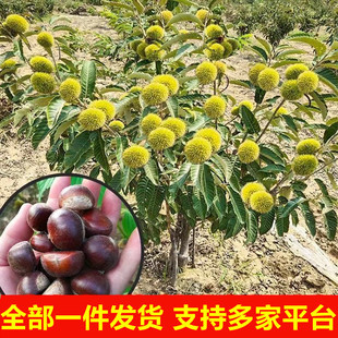 �޽Ӱ����������l�����ϱ����Nֲ�ش����쮔��Y�����Ӱ���������