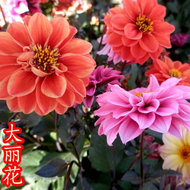 Семена георгины легко выращивать в четыре сезона и цвести непрерывно. Балкон горшечный сад уличные Цветы Семена цветочные семена