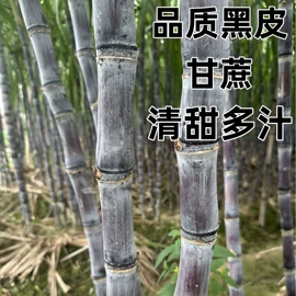 其他药食同源;花果茶;普洱茶