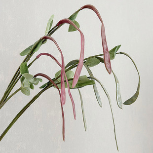 �������� ��Ʒ�|����ֲ���L֦���� �����[���Ĕz���� �b��ٻ�