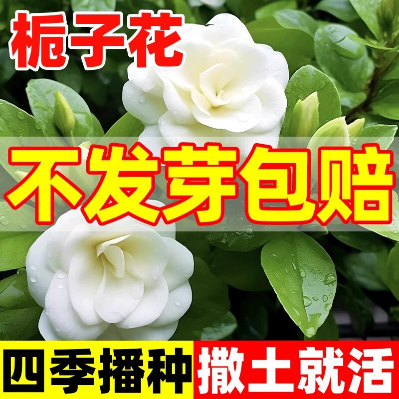 Семена гардении посажены и цветут в любое время года, легко живут в горшках, семена цветов для дома и улицы, семена цветов, семена цветов.