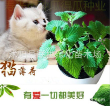 猫薄荷种子 春夏秋四季播芳香种子 阳台盆栽庭院易种猫薄荷草种子