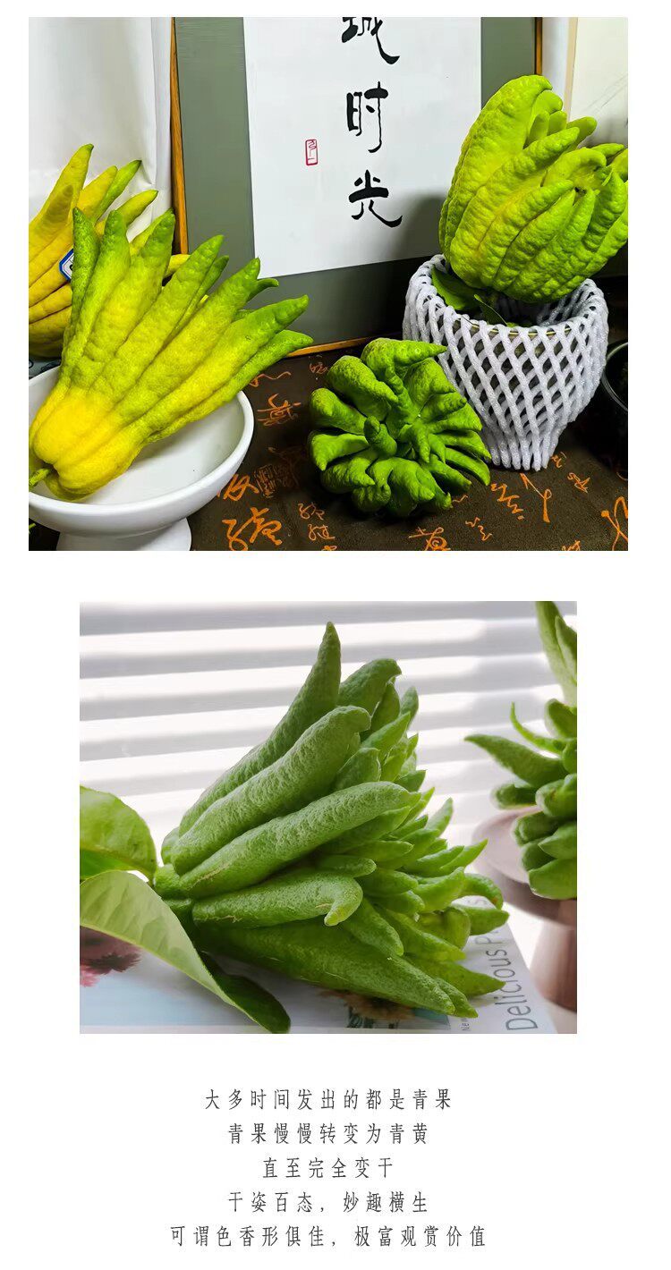 Fresh Fingered Citron Branches Buddha Hand Fruit for Water Cultivation and Display specifications
