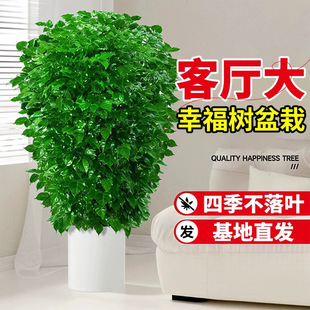 �Ҹ���͏d�������҃ȃ����՚�Gֲ���k���Ұlؔ���ļ����ƽ����