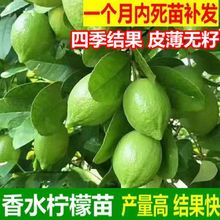 柠檬树苗批发广东无籽香水柠檬苗四季结果青柠檬苗批发奶茶店热销