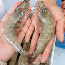 白虾净重3.3斤厄瓜多尔大虾批发海洋虾家用海水虾蓝冠白熊食用虾