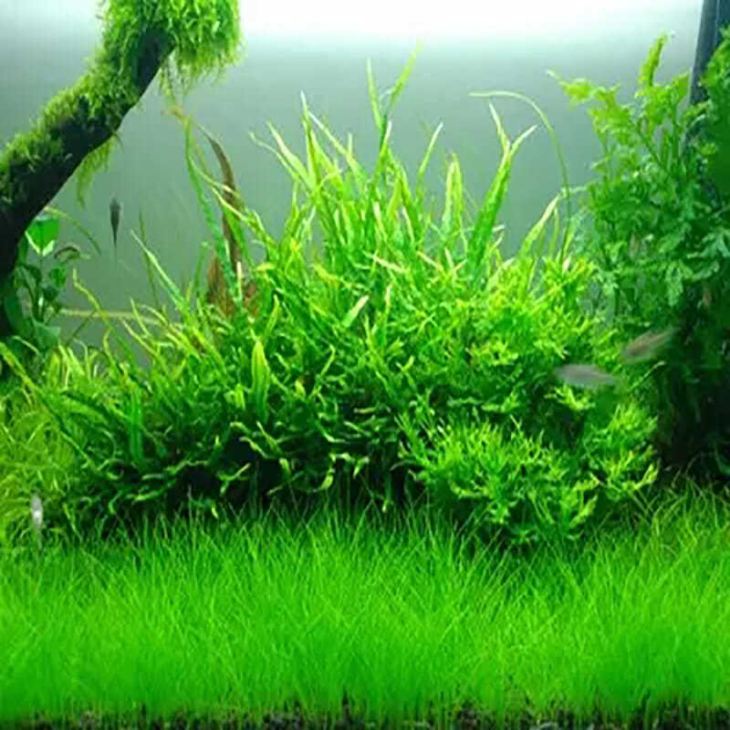 Niumao Aquatic herb fish tank Landscaping Botany Outlook Real cow felt Grassland leather and fur Negative Lawn