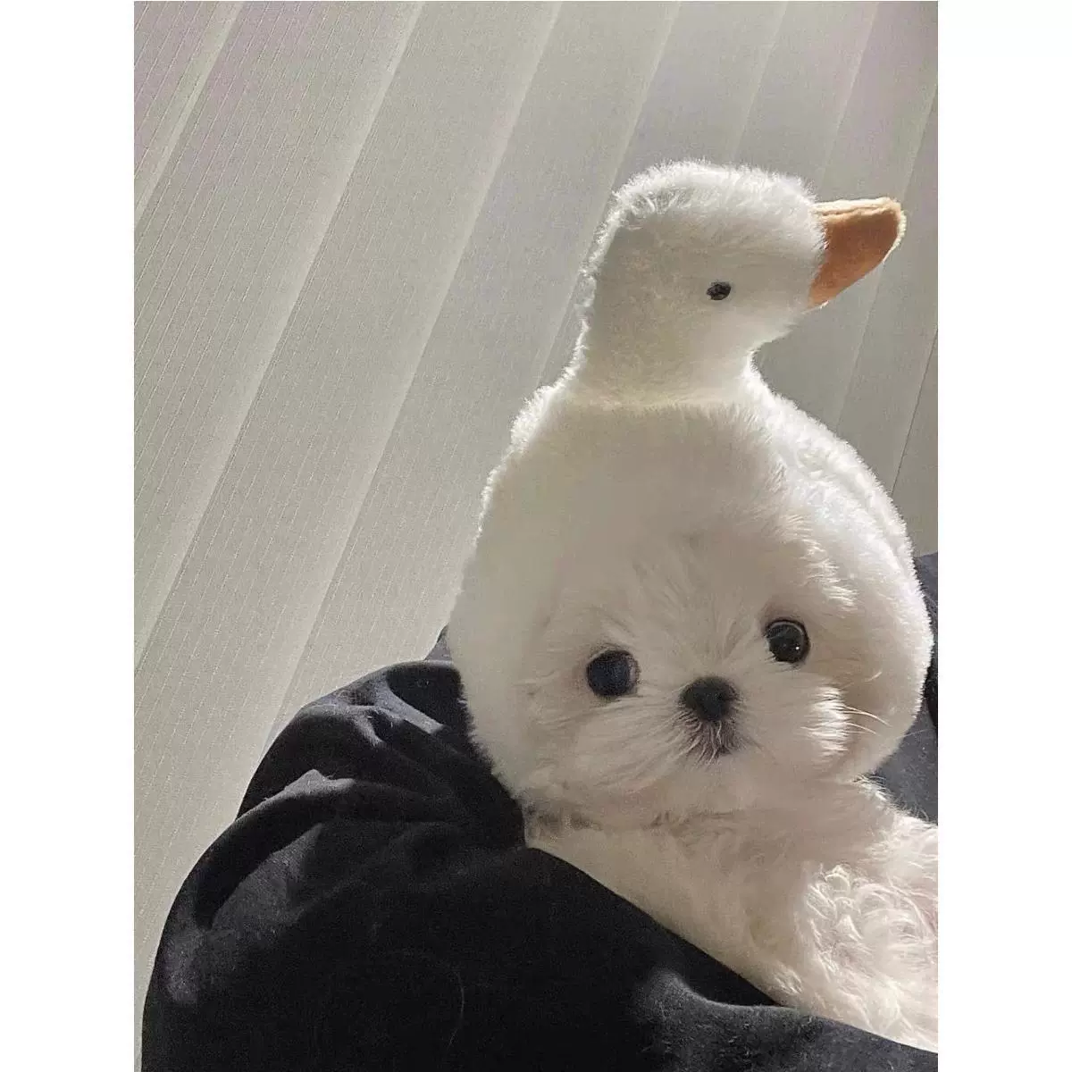 Малцис большой белый гусиный кукла