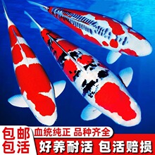 精品锦鲤鱼庭院池养日系锦鲤纯种观赏鱼黄金昭和孔雀血统三色红白
