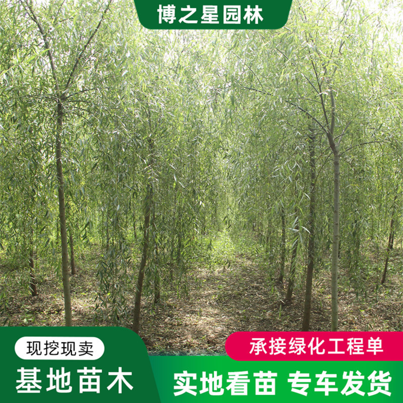 垂柳树苗金丝垂柳庭院河滩占地南北方种植苗木工程绿化行道风景树