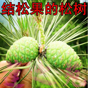 �t�ɘ��� ��ʳ�����ј��� ���ɹ� ���n�ɼt�� �ɳ��r�ɖ|�����Ә�