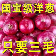 云南紫皮水果大洋葱9斤新鲜小洋葱甜味生吃蔬菜不辣红皮大圆葱头