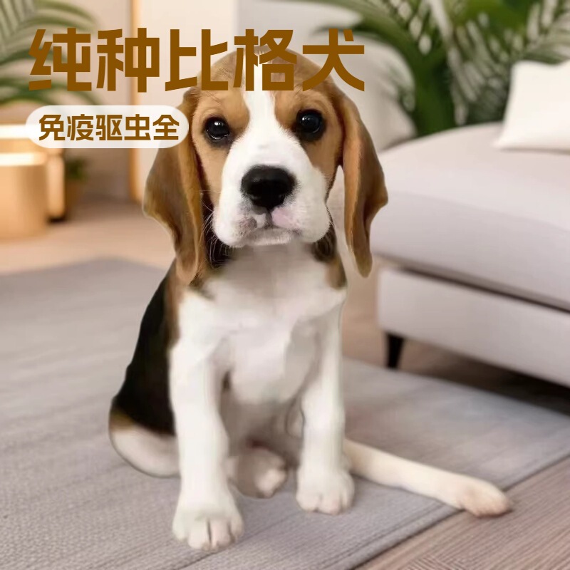 Purebred Beagle Puppies, Hunting Dogs, Domestic Pet Dogs, Beagle Puppies, Live Dogs, Family Companion Dogs
