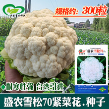 ʢ�rѩ��70�ײ˻��o���N�� �r��̨�����M��Ҭ���s��ѩ�ײ˻���