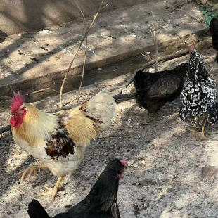 �����r��ɢ�B���u�����r������u���F��F�l�I�B��͵��S�����l