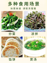 ✅芽苗菜豆子无土栽培麻豌豆黄绿豆纸上种菜纯水培蔬菜发黄绿黑豆