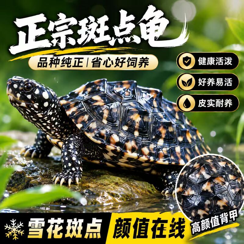 Spotted Pond Turtles, Live Spotted Turtles for Outdoor Pond Breeding, Deep-Water Turtles Wholesale, High-Quality Pets, Guaranteed Delivery Home, Spotted Baby Turtles Spotted Pond Turtles, Live Spotted Turtles for Outdoor Pond Breeding, Deep-Water Turtles Wholesale, High-Quality Pets, Guaranteed Delivery Home, Spotted Baby Turtles