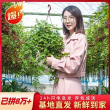 吊兰植物常春藤新房净化空气好爬藤盆栽长藤吊兰室内阳台花卉好养