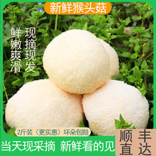新鲜猴头菇古田特产无硫当季食用新鲜猴头菇两斤装非野生干货猴头