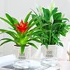 White Palm African Sailing Basin Plant Hydroponic Flower Green Plant Popular Popular Laboratory Office Office Purifying Air Follow Green Plant
