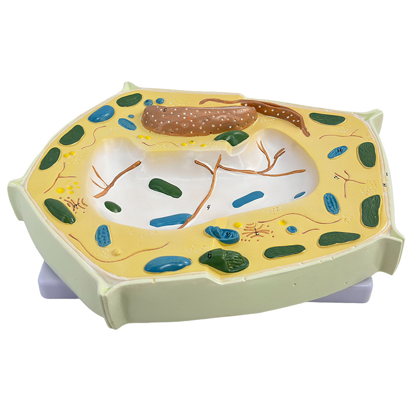 ����ֲ��ϸ��ģ����΢�ṹ����ģ������ϸ��Ĥϸ����ϸ����������