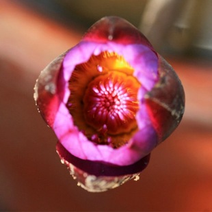 ����˯ɏˮ���B���K���軨�ܸ��oˮ����ɏ�N���҃�����ϲ�a �F��