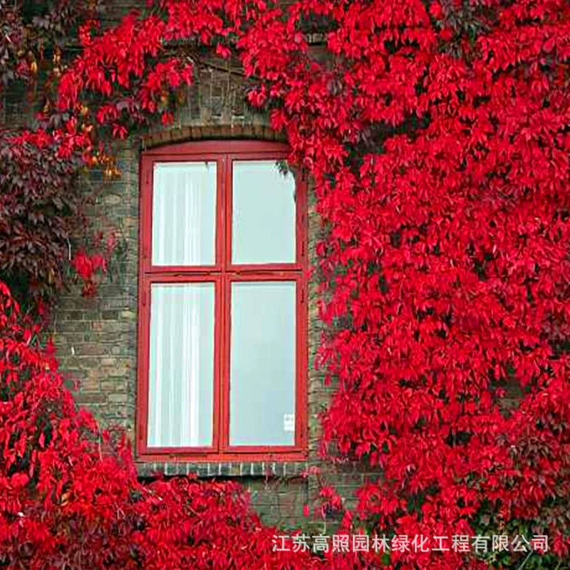 Саженцы вьющихся растений, мастера по восхождению по стенам, солнцезащитные козырьки и охлаждение, зеленение стен, зеленые листовые вьющиеся растения, деревянные пятилистные наземные саженцы вьющихся растений.