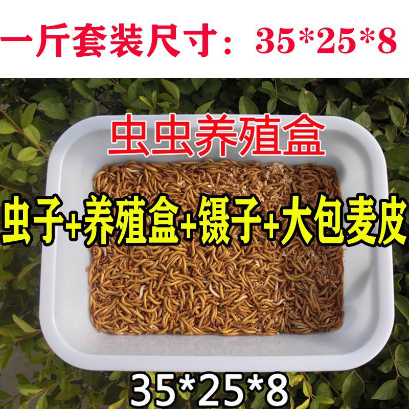 1斤虫子2.5厘米+养殖盒套装