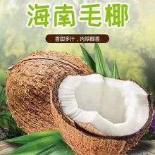 海南新鲜椰子老椰子水果椰青椰皇毛椰榨汁一整箱椰子鸡煲汤亚马逊