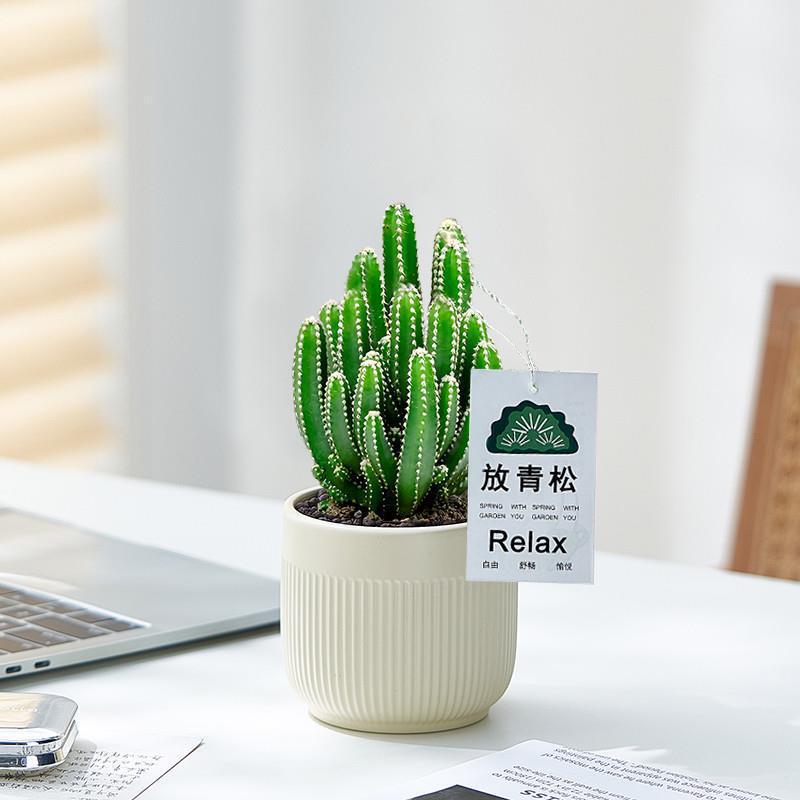 Place Green Pine and Green Plants, Cactus, Relax Plants, Succulents, Indoor Office Desks, Easy-To-Grow Potted Plants