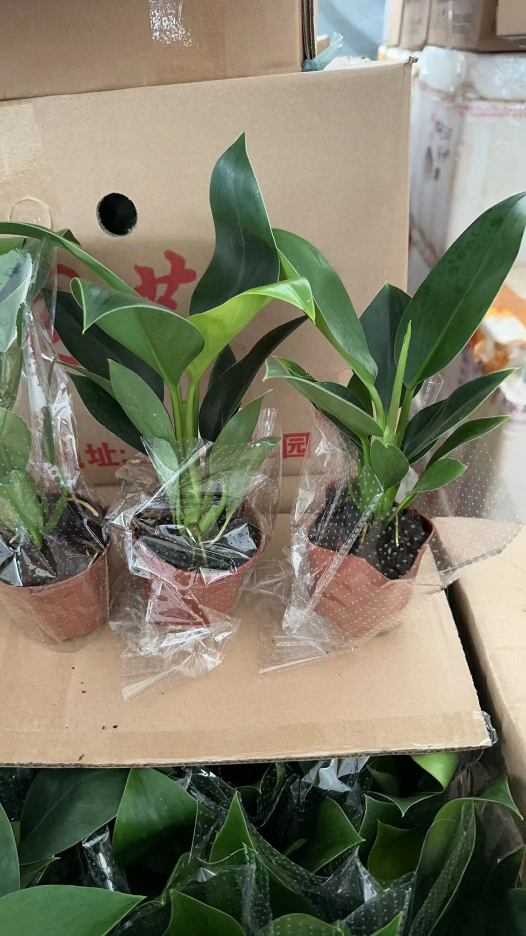 골든 다이아몬드 20cm (오리지널 흙대야) ✦